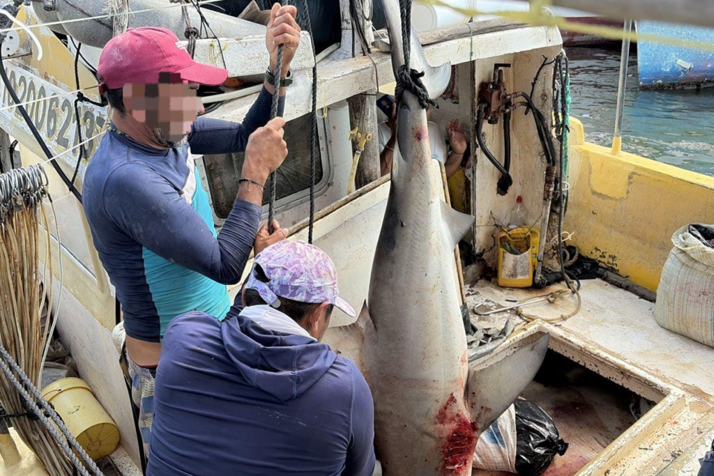 Marina realizó operativos de inspección en Seybaplaya - Carxcter Campeche