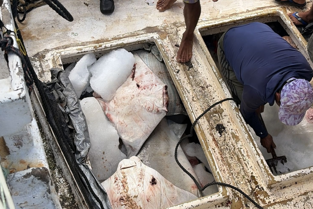 Marina busca proteger las especies marinas en costas de Campeche - Carxcter Campeche