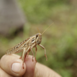 Controlan brote de langosta centroamericana en Tenabo - Carxcter Campeche