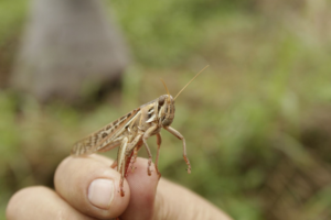 Controlan brote de langosta centroamericana en Tenabo