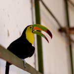 Disfruta de la naturaleza en el parque recreativo Ximbal - Carxcter Campeche
