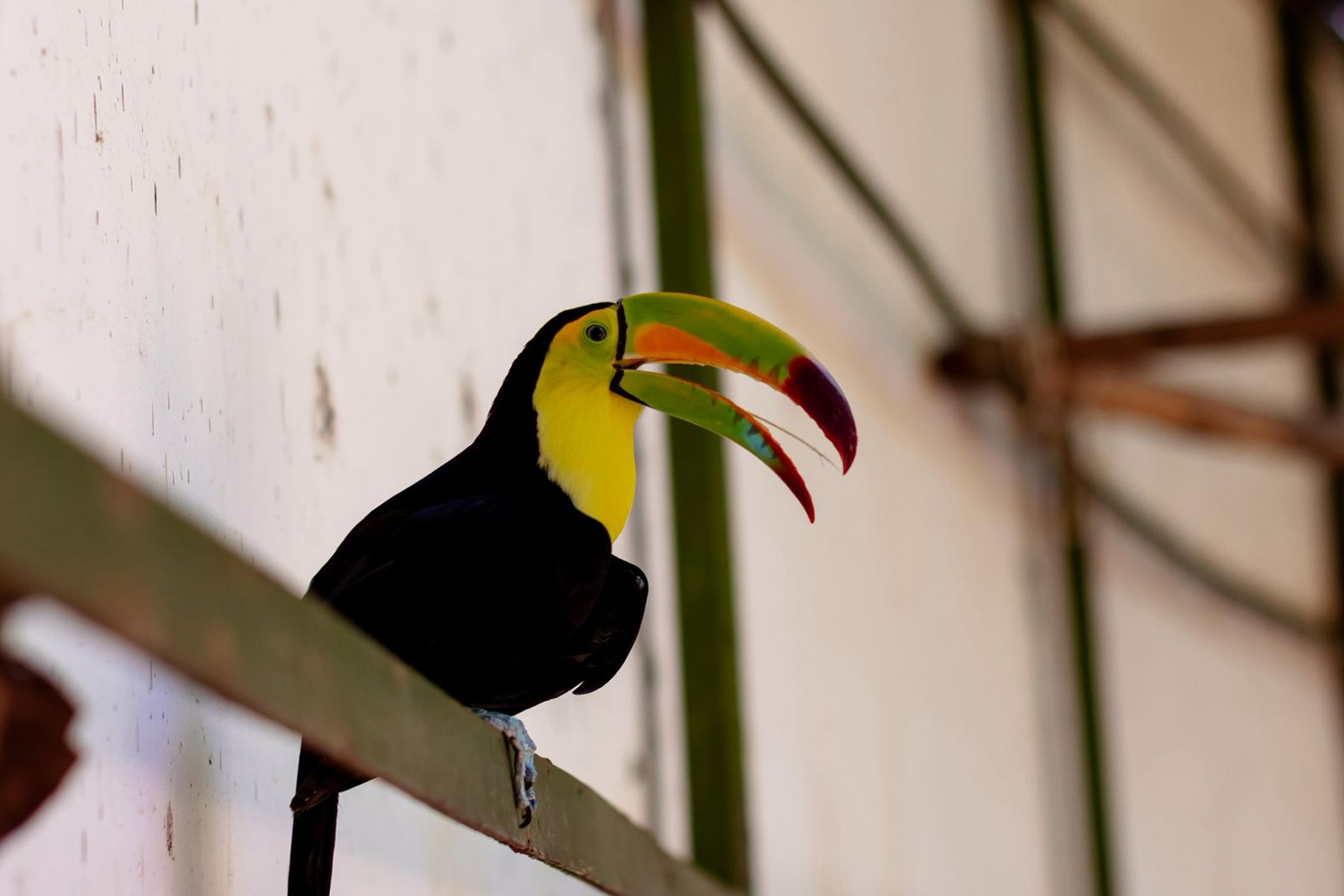 Disfruta de la naturaleza en el parque recreativo Ximbal - Carxcter Campeche