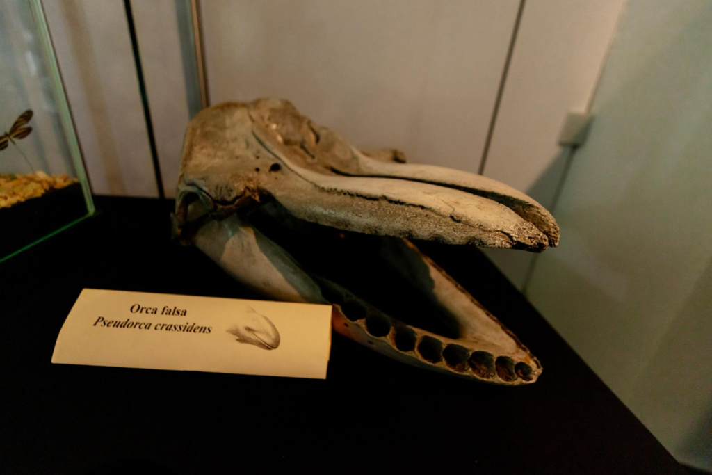 Ximbal un espacio para la recreación y la enseñanza - Carxcter Campeche