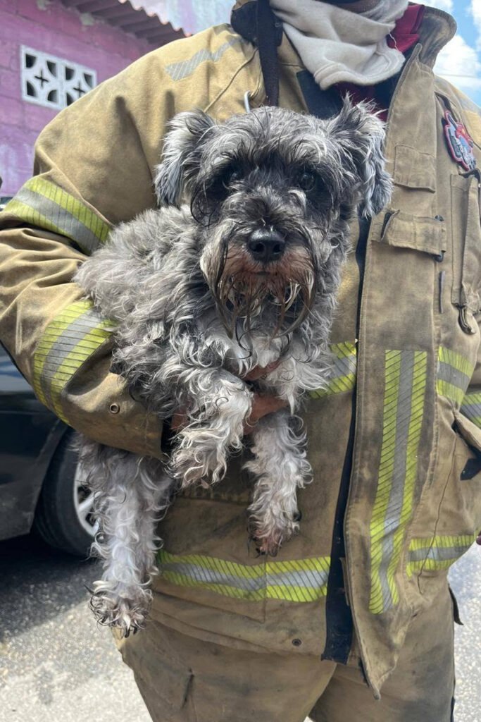 2 perritos fueron rescatados en incendio de Belén - Carxcter Campeche