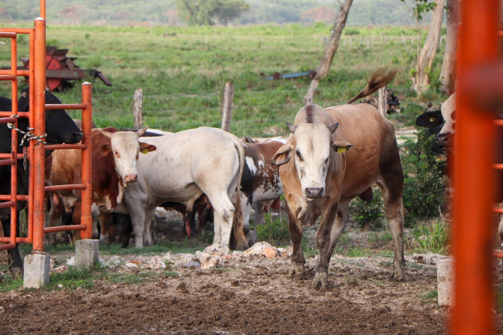 Buscan fortalecer el componente carne del Plan Campeche - Carxcter Campeche